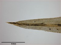 側出苔藏品圖，第9張